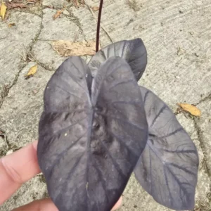 Colocasia Black Coral Live Plant - 10” Tall in 4” Pot - Indoor & Outdoor