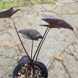 Colocasia Black Coral Live Plant - 10” Tall in 4” Pot - Indoor & Outdoor