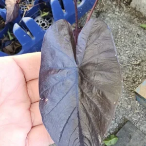 Colocasia Black Coral Live Plant - 10” Tall in 4” Pot - Indoor & Outdoor
