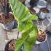 Colocasia Escuenta Tea Cup - Elephant Ear Live Plant - 4" Pot - Lush Green Foliage