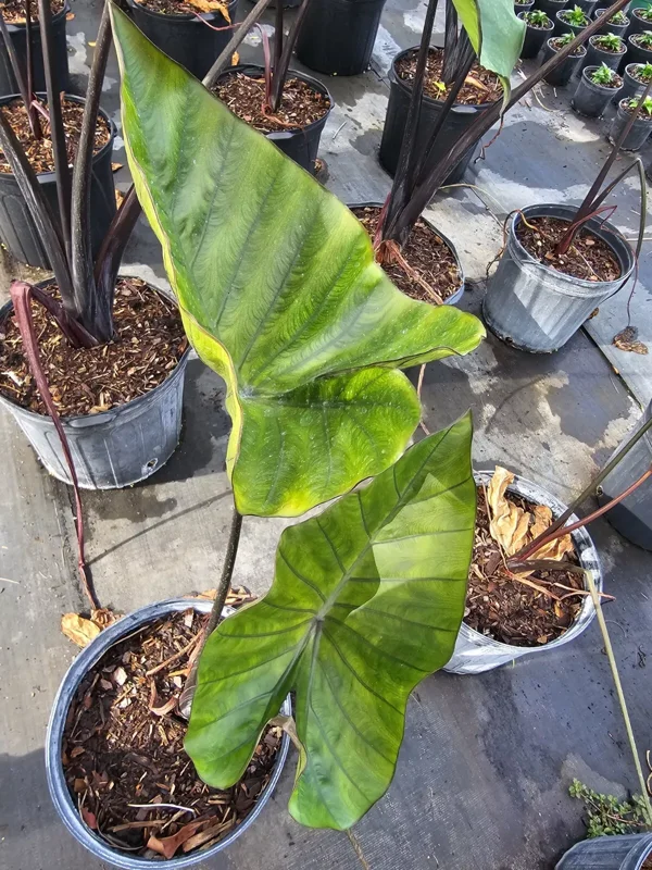 Colocasia Escuenta Tea Cup - Elephant Ear Live Plant - 4" Pot - Lush Green Foliage