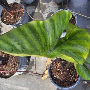 Colocasia Escuenta Tea Cup - Elephant Ear Live Plant - 4
