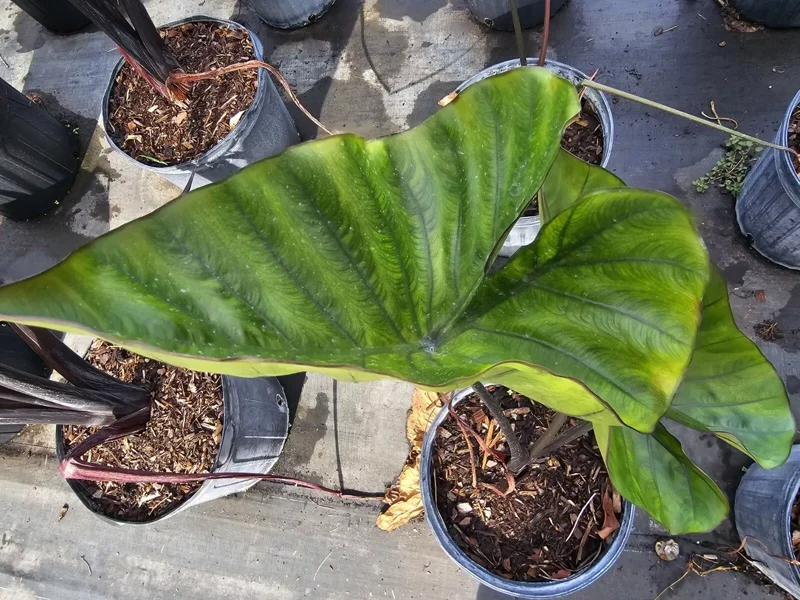 Colocasia Escuenta Tea Cup - Elephant Ear Live Plant - 4" Pot - Lush Green Foliage