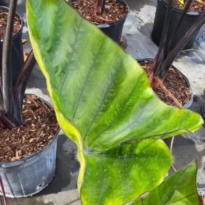 Colocasia Escuenta Tea Cup - Elephant Ear Live Plant - 4