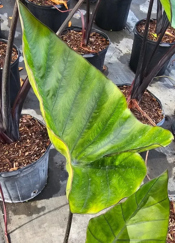 Colocasia Escuenta Tea Cup - Elephant Ear Live Plant - 4" Pot - Lush Green Foliage
