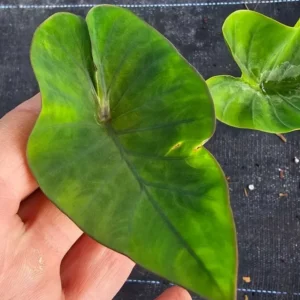 Colocasia Escuenta Tea Cup - Elephant Ear Live Plant - 4