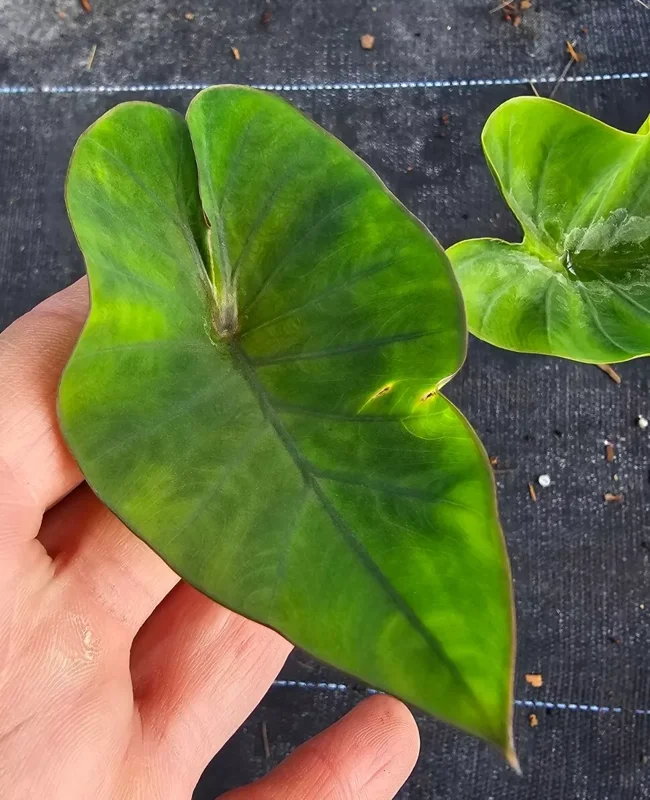Colocasia Escuenta Tea Cup - Elephant Ear Live Plant - 4" Pot - Lush Green Foliage