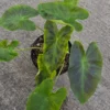Colocasia Esculenta ILUSTRIS Elephant Ear Live Plant 10" Tall in 4" Pot – Evergreen