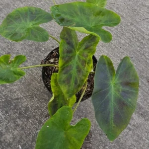 Colocasia Esculenta ILUSTRIS Elephant Ear Live Plant 10