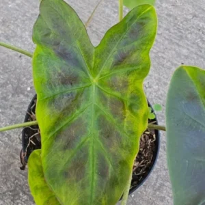 Colocasia Esculenta ILUSTRIS Elephant Ear Live Plant 10" Tall in 4" Pot – Evergreen