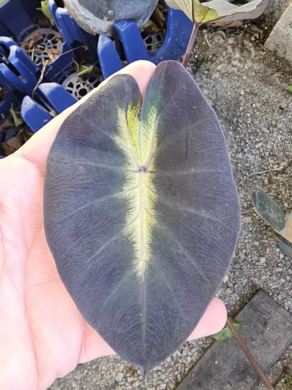 Colocasia Esculenta Tropical Storm Elephant Ear 10 Inches Tall Live Plant