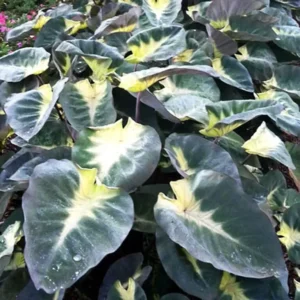 Colocasia Esculenta Tropical Storm Elephant Ear 10 Inches Tall Live Plant