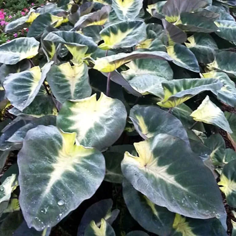 Colocasia Esculenta Tropical Storm Elephant Ear 10 Inches Tall Live Plant