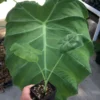Colocasia Thai Giant Elephant Ear Plant 10-12" Tall Green Evergreen