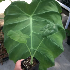 Colocasia Thai Giant Elephant Ear Plant 10-12" Tall Green Evergreen