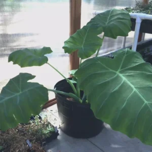 Colocasia Thai Giant Elephant Ear Plant 10-12" Tall Green Evergreen
