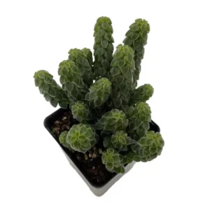 Columnar Peperomia Succulent – 2.5