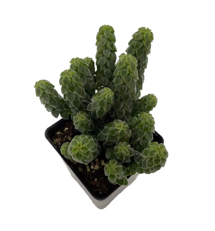 Columnar Peperomia Succulent – 2.5" Pot – Rare Collector’s Houseplant