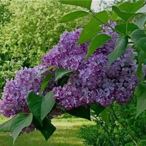Common Lilac Purple Tree 3 Bare-roots 6-12 Inch Tall - Fragrant Syringa Vulgaris