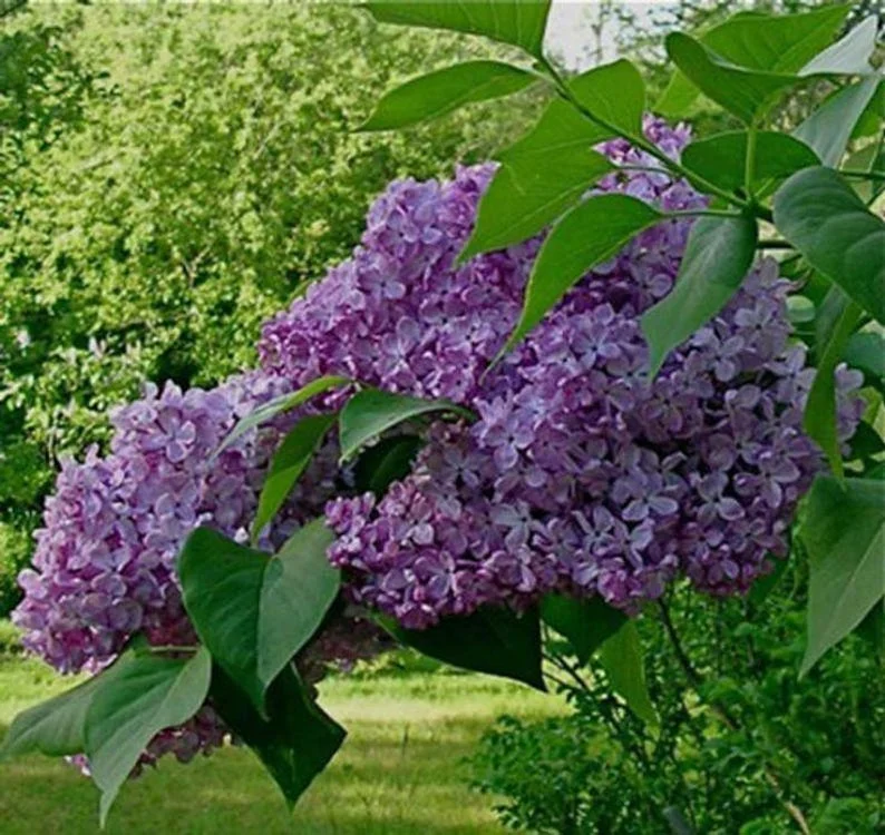 Common Lilac Purple Tree 3 Bare-roots 6-12 Inch Tall - Fragrant Syringa Vulgaris