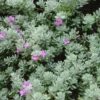 Compact Texas Sage 1 Gallon Live Plant – Pink-Lavender Flowers, Heat & Drought Tolerant, Low Maintenance