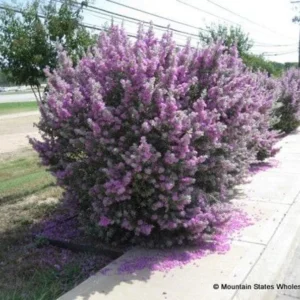 Compact Texas Sage 1 Gallon Live Plant – Pink-Lavender Flowers, Heat & Drought Tolerant, Low Maintenance