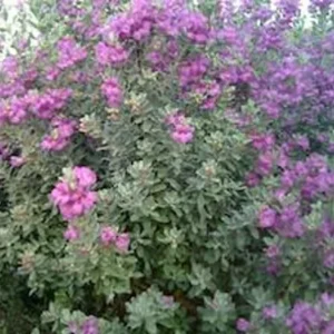 Compact Texas Sage 1 Gallon Live Plant – Pink-Lavender Flowers, Heat & Drought Tolerant, Low Maintenance