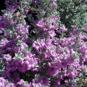Compact Texas Sage 1 Gallon Live Plant – Pink-Lavender Flowers, Heat & Drought Tolerant, Low Maintenance