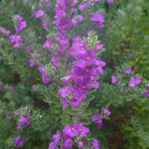 Compact Texas Sage 1 Gallon Live Plant – Pink-Lavender Flowers, Heat & Drought Tolerant, Low Maintenance