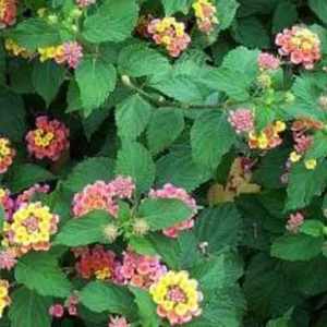 Confetti Lantana Plant 1 Gal – Colorful Shrub, Heat & Drought Tolerant, Full Sun