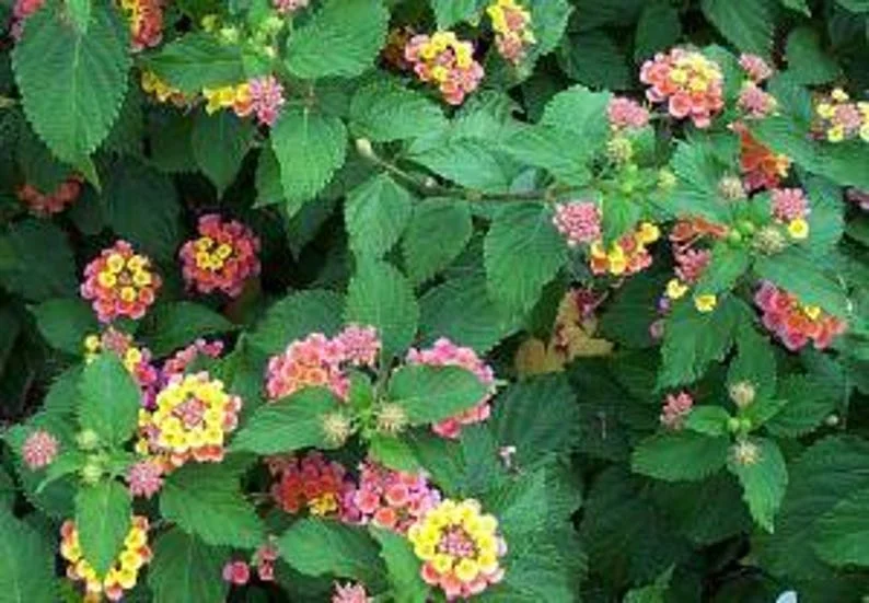 Confetti Lantana Plant 1 Gal – Colorful Shrub, Heat & Drought Tolerant, Full Sun