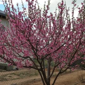 Contender Peach Tree Bare-root 18-24'' – Cold-hardy, Self-pollinating, Disease-resistant