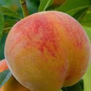 Contender Peach Tree Bare-root 18-24'' – Cold-hardy, Self-pollinating, Disease-resistant