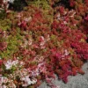 Coral Carpet Sedum - Succulent Stonecrop Plant, 2.5" Pot, Outdoor Fairy Garden