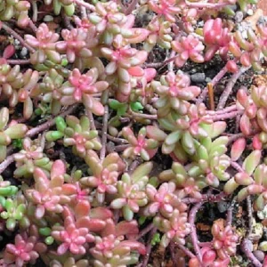 Coral Carpet Sedum - Succulent Stonecrop Plant, 2.5