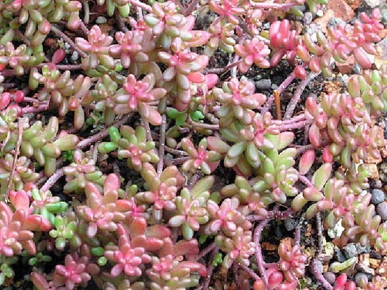 Coral Carpet Sedum - Succulent Stonecrop Plant, 2.5" Pot, Outdoor Fairy Garden