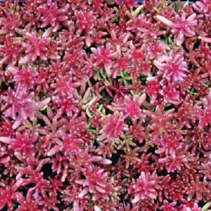 Coral Carpet Sedum - Succulent Stonecrop Plant, 2.5