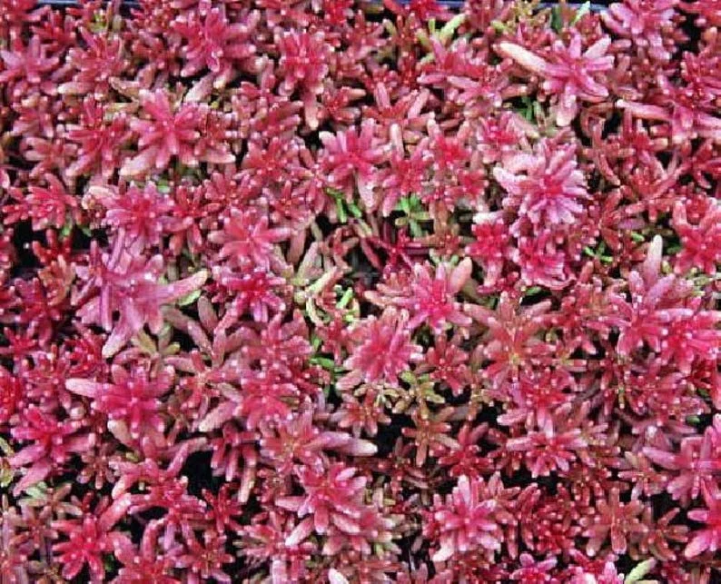 Coral Carpet Sedum - Succulent Stonecrop Plant, 2.5" Pot, Outdoor Fairy Garden