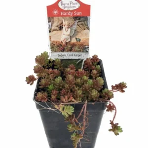 Coral Carpet Sedum - Succulent Stonecrop Plant, 2.5