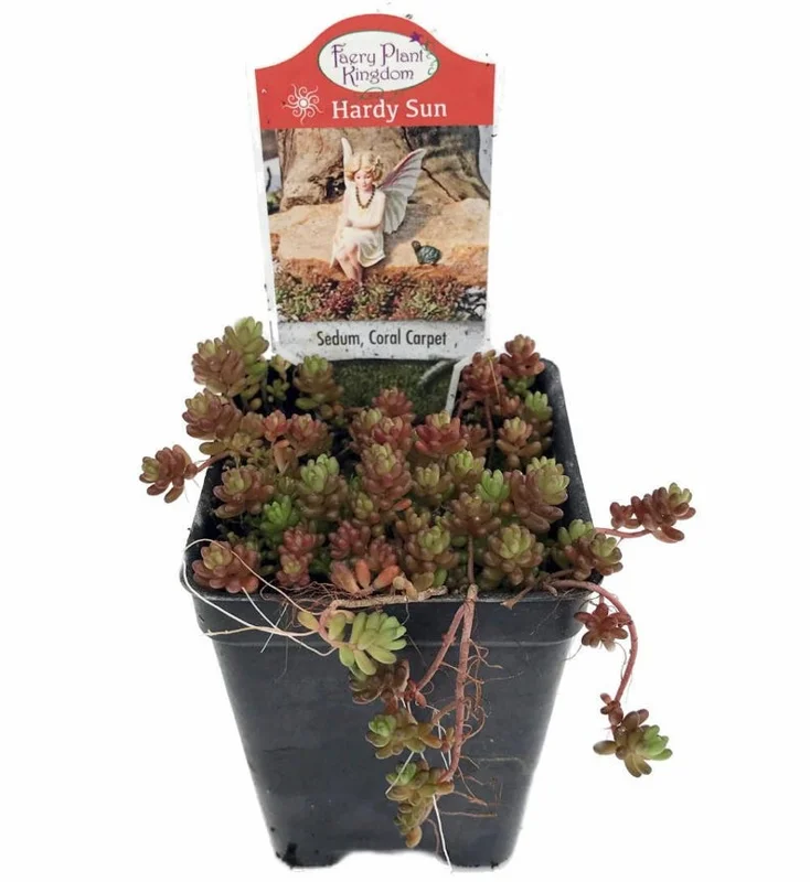 Coral Carpet Sedum - Succulent Stonecrop Plant, 2.5" Pot, Outdoor Fairy Garden