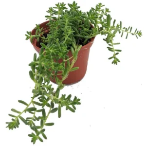 Coral Carpet Sedum - Succulent Stonecrop Plant, 2.5