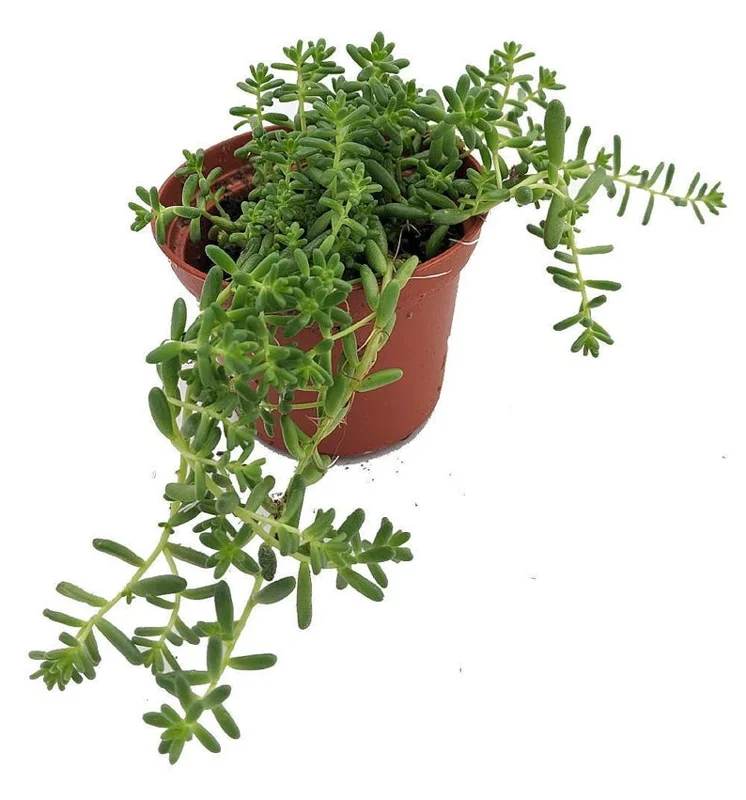 Coral Carpet Sedum - Succulent Stonecrop Plant, 2.5" Pot, Outdoor Fairy Garden