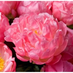 Coral Peach Peony Bulb - 1 Root 2-3 Eyes - Double Peonies Bareroot