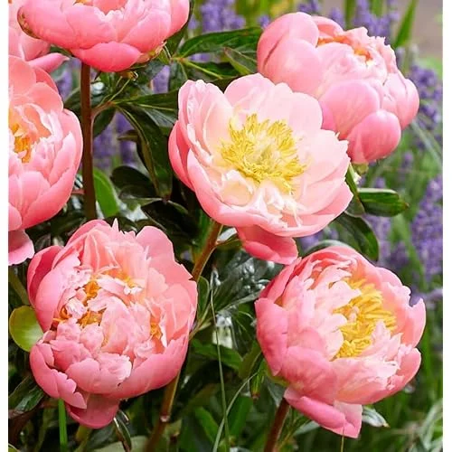 Coral Peach Peony Bulb - 1 Root 2-3 Eyes - Double Peonies Bareroot