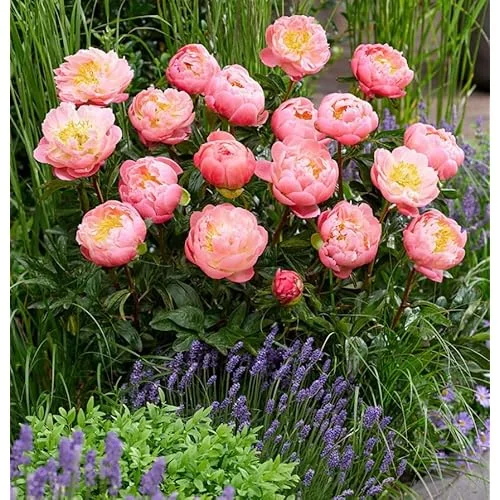 Coral Peach Peony Bulb - 1 Root 2-3 Eyes - Double Peonies Bareroot