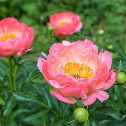 Coral Peach Peony Bulb - 1 Root 2-3 Eyes - Double Peonies Bareroot