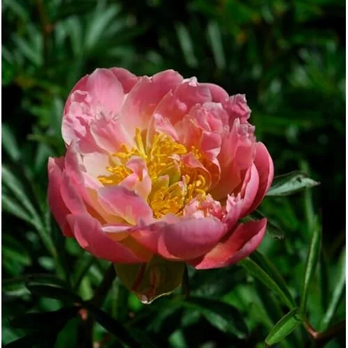 Coral Peach Peony Bulb - 1 Root 2-3 Eyes - Double Peonies Bareroot