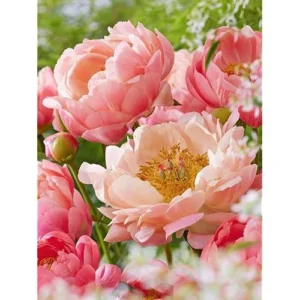 Coral Peach Peony Bulbs - Double Peonies Roots - 2 Roots 2-3 Eyes