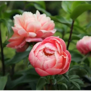 Coral Peach Peony Bulbs - Double Peonies Roots - 2 Roots 2-3 Eyes