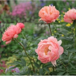 Coral Peach Peony Bulbs - Double Peonies Roots - 2 Roots 2-3 Eyes